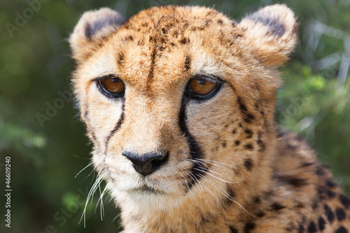 Cheetah 5