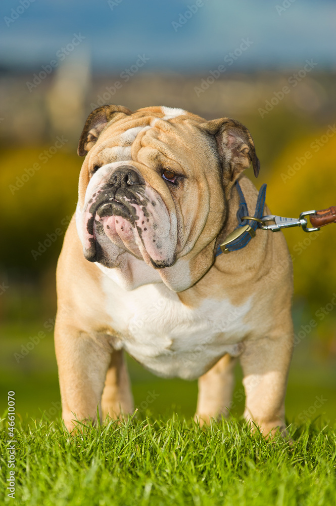 Beautiful dog english bulldog outdoors