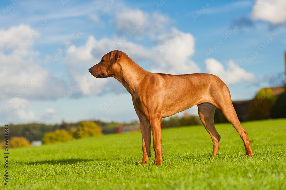 Beautiful dog rhodesian ridgeback Beautiful dog rhodesian ridgeback