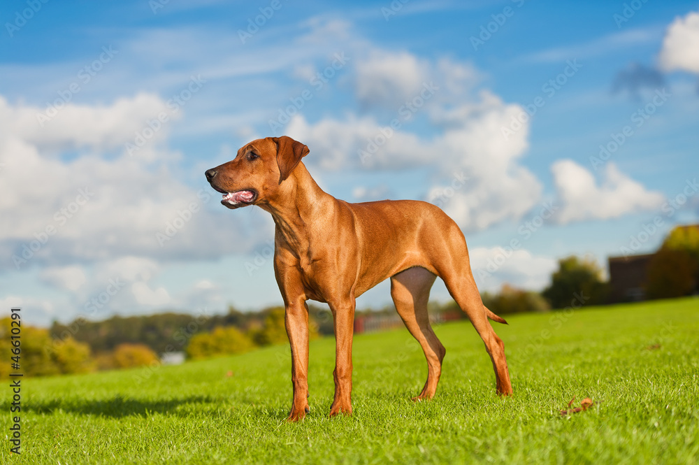 Beautiful dog rhodesian ridgeback Beautiful dog rhodesian ridgeback