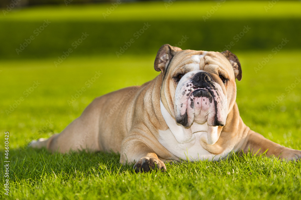 Beautiful dog english bulldog outdoors Beautiful dog english bulldog outdoors