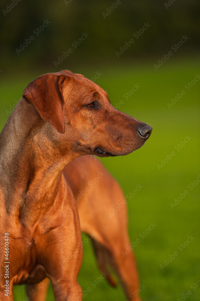 Beautiful dog rhodesian ridgeback