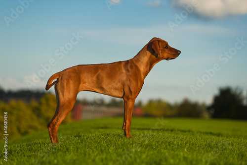 Beautiful dog rhodesian ridgeback