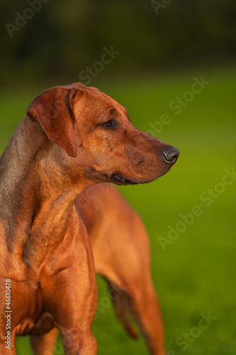 Beautiful dog rhodesian ridgeback