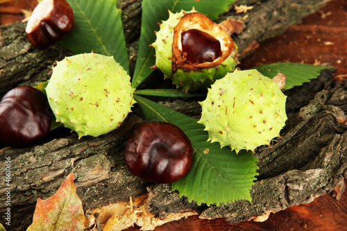 Chestnuts with autumn dried leaves and bark,