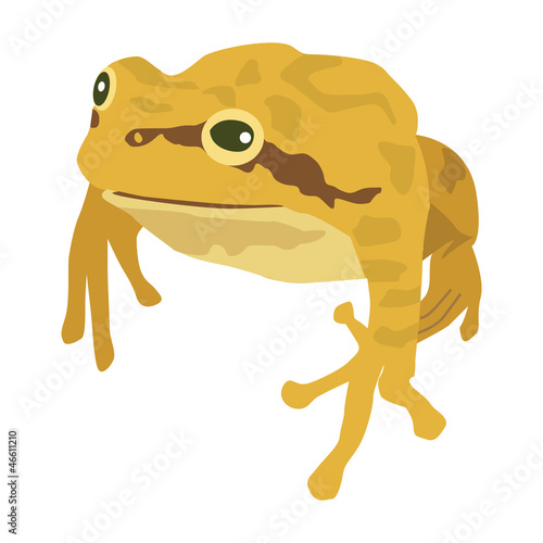 カエル　両生類