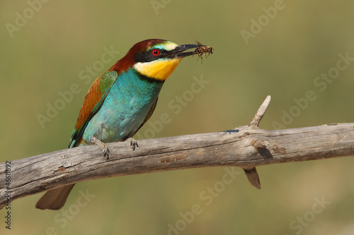 Merops apiaster bee-eater with a bee © Antonioguillem