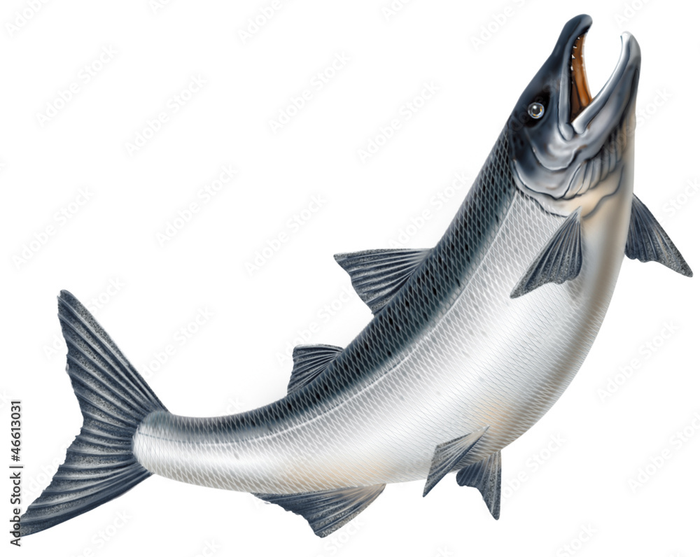 鮭 Stock イラスト Adobe Stock