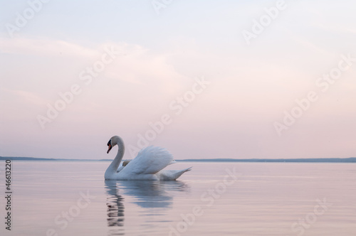 swan