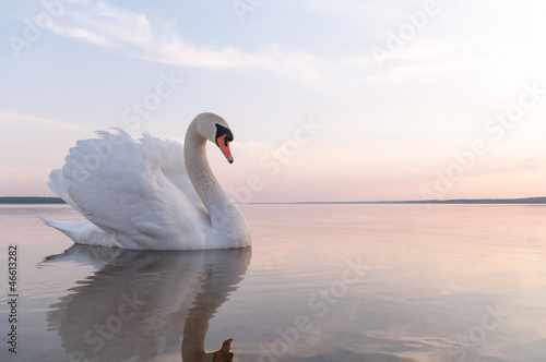 Obraz na plátně swan