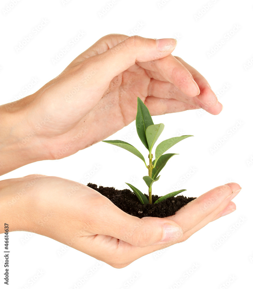 woman's hands holding a plant growing out of the ground, woman's hands holding a plant growing out of the ground,
