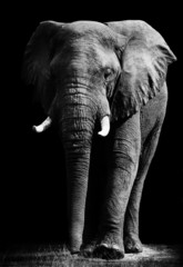 Papier peint photo Éléphant Éléphant détouré sur fond noir  © donvanstaden