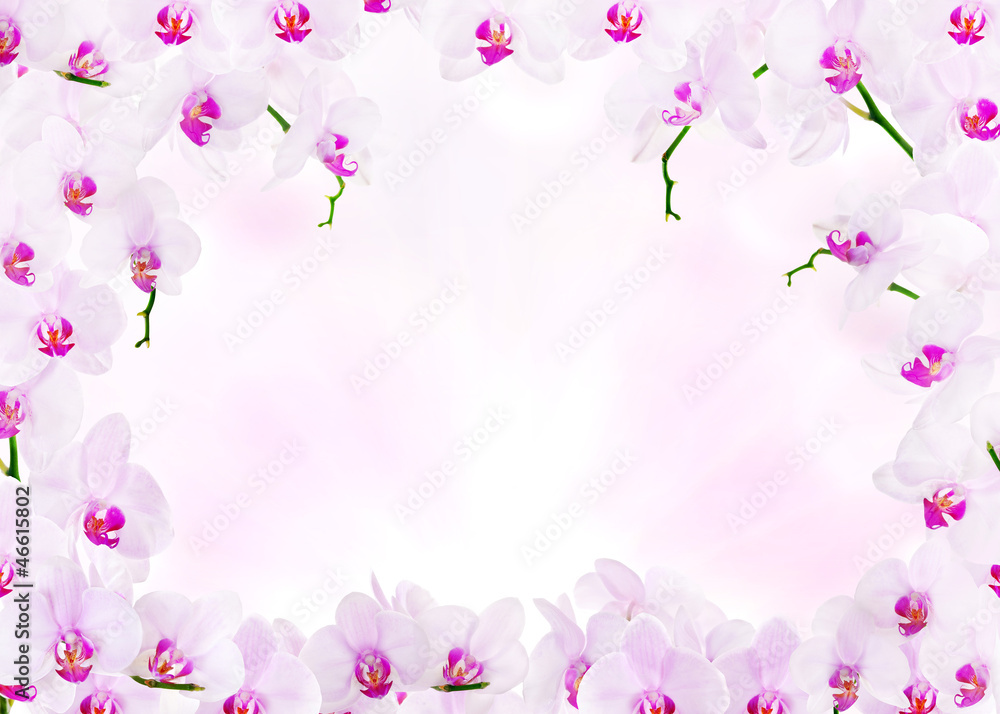 light pink decoration with orchid flower frame