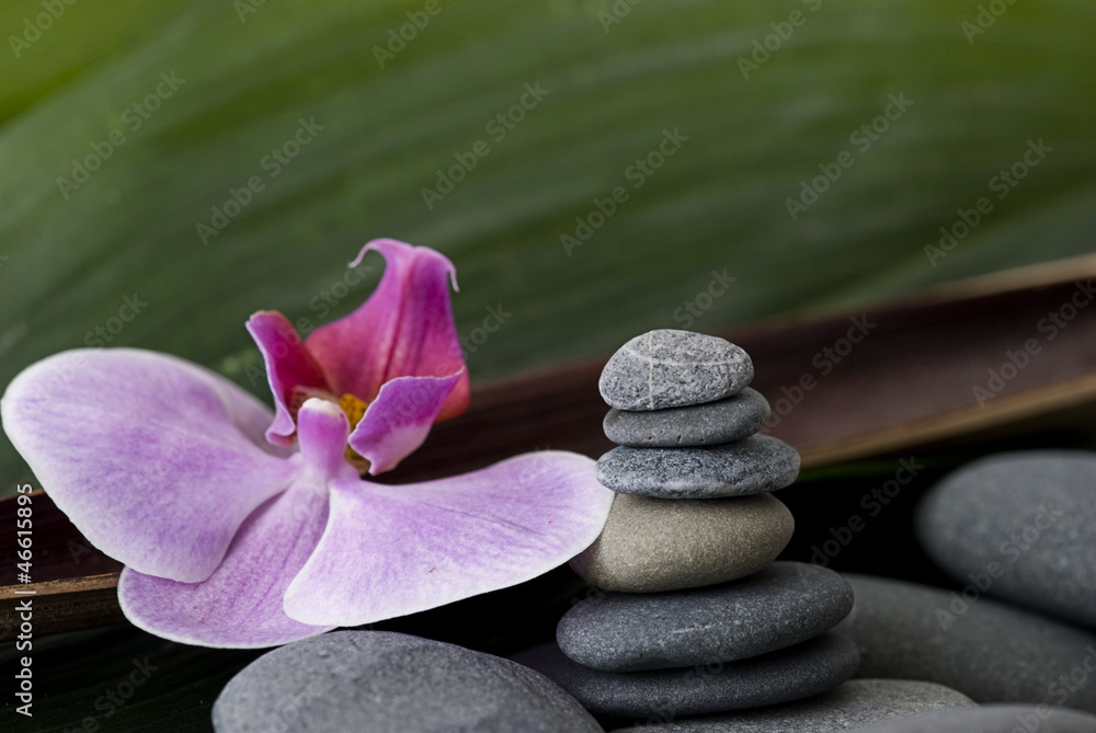 Fototapeta premium Orchidee