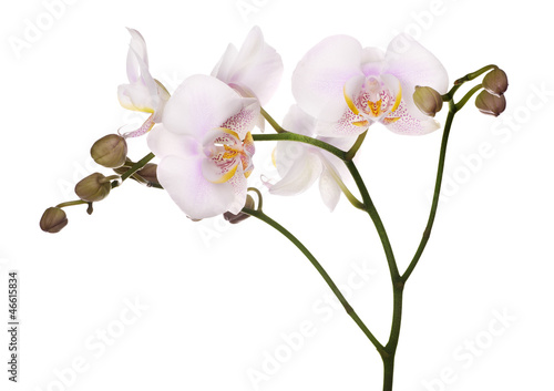 spotted light pink isolated orchids