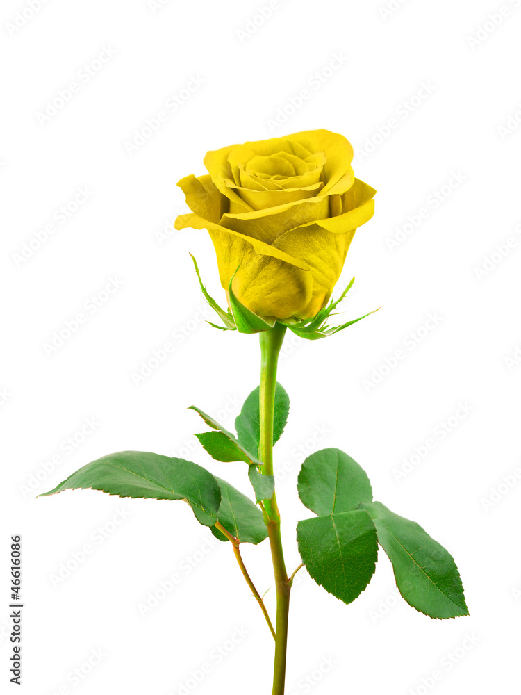 Obraz premium Golden rose
