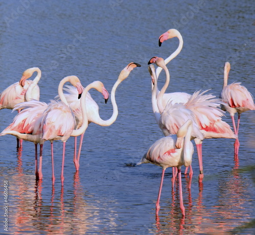 Group of flamingos #46616458