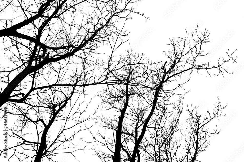Branches silhouette Branches silhouette