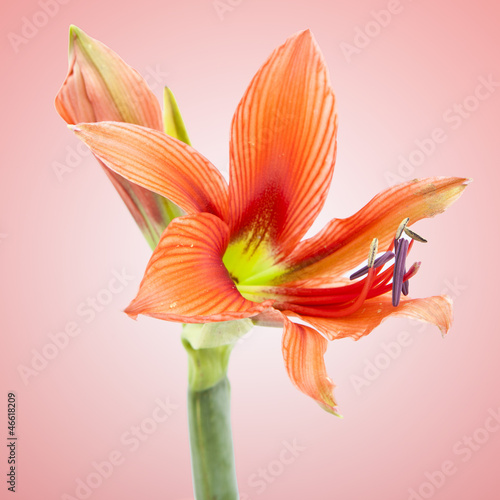 beautiful orange exotic lilium flower