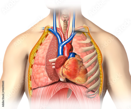 Man anatomy thorax cutaway with heart with main blood veins and