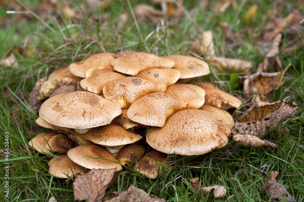 mushrooms in the forest mushrooms in the forest