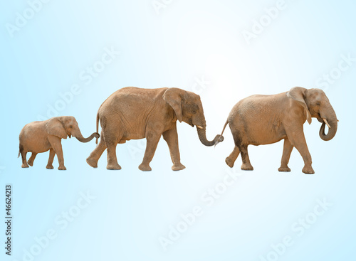 three elephants against a blue background