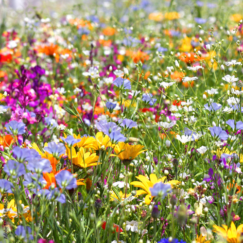 Fleur de printemps au soleil photo