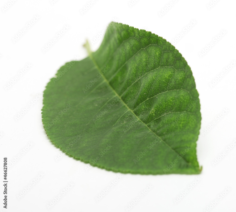 Obraz premium Green small leaf on the white background