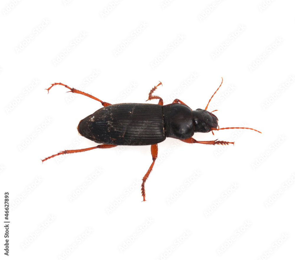 insect dung beetle isolated on white insect dung beetle isolated on white