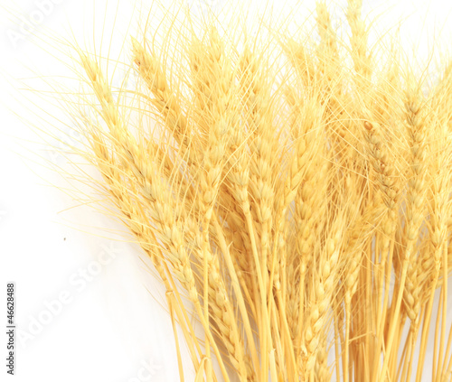 wheat grass isolated over white background