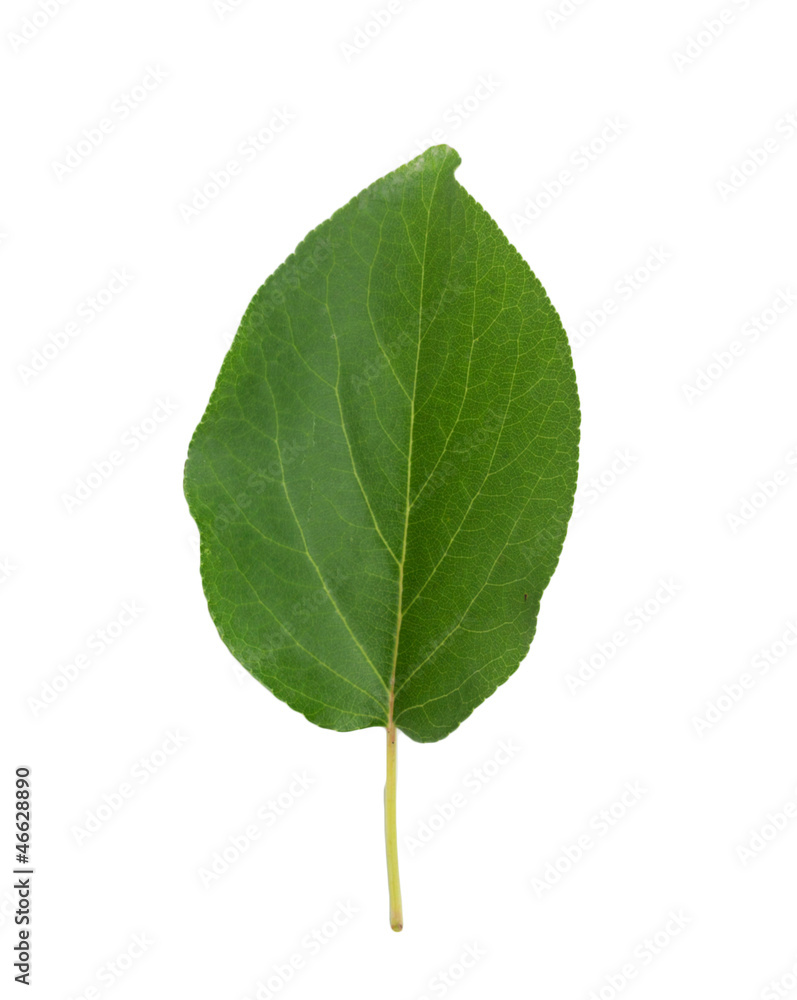 leaf of dried apricots on a white background leaf of dried apricots on a white background