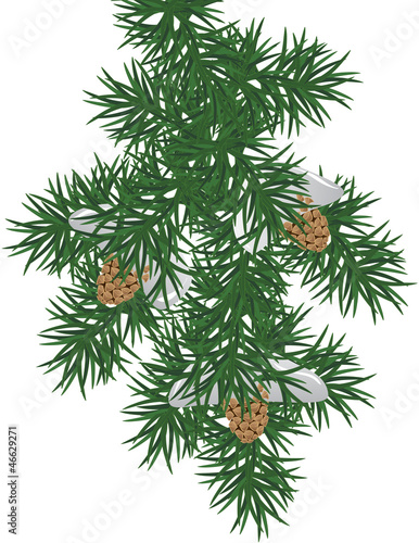 pine branch