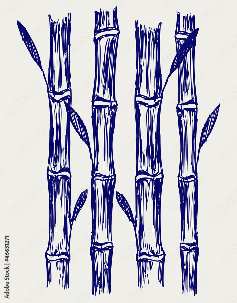 Bamboo. Doodle style Bamboo. Doodle style