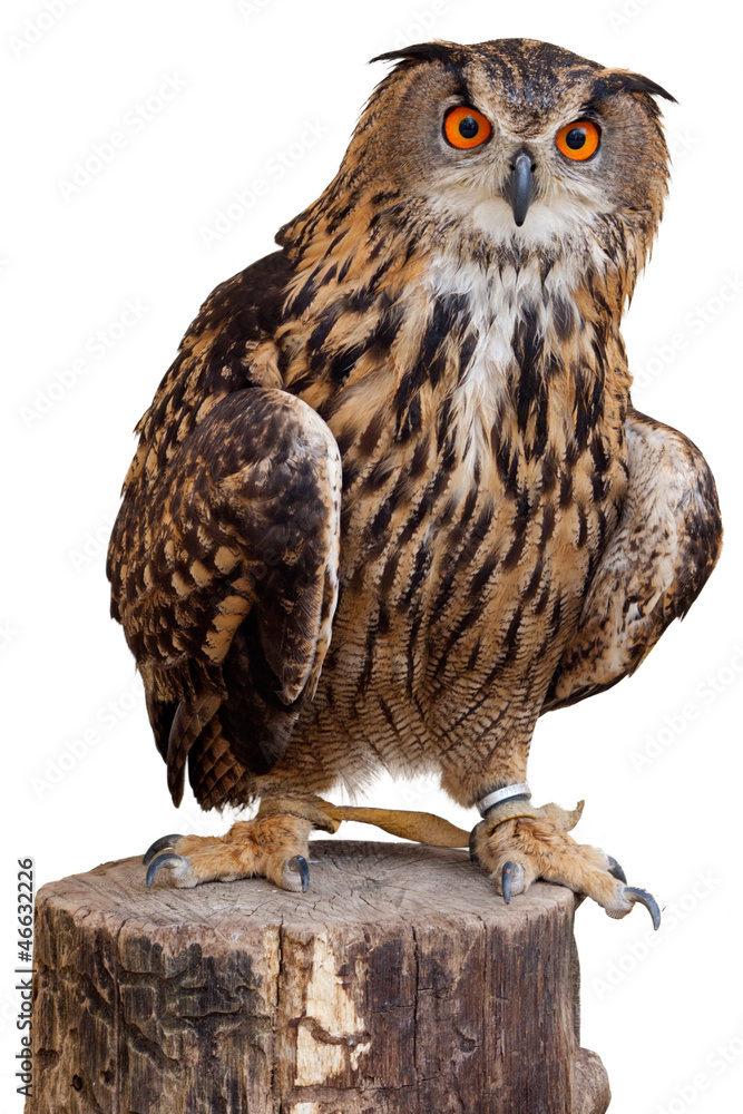 Fototapeta premium Owl