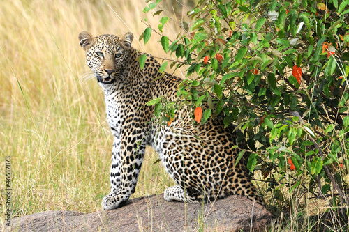 Leopardin in Lauerstllung photo