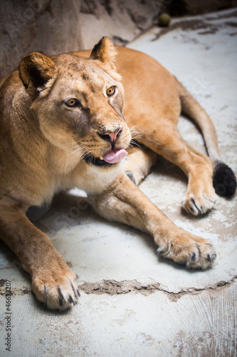 Close-up portrait of a majestic lioness  Panthera Leo 