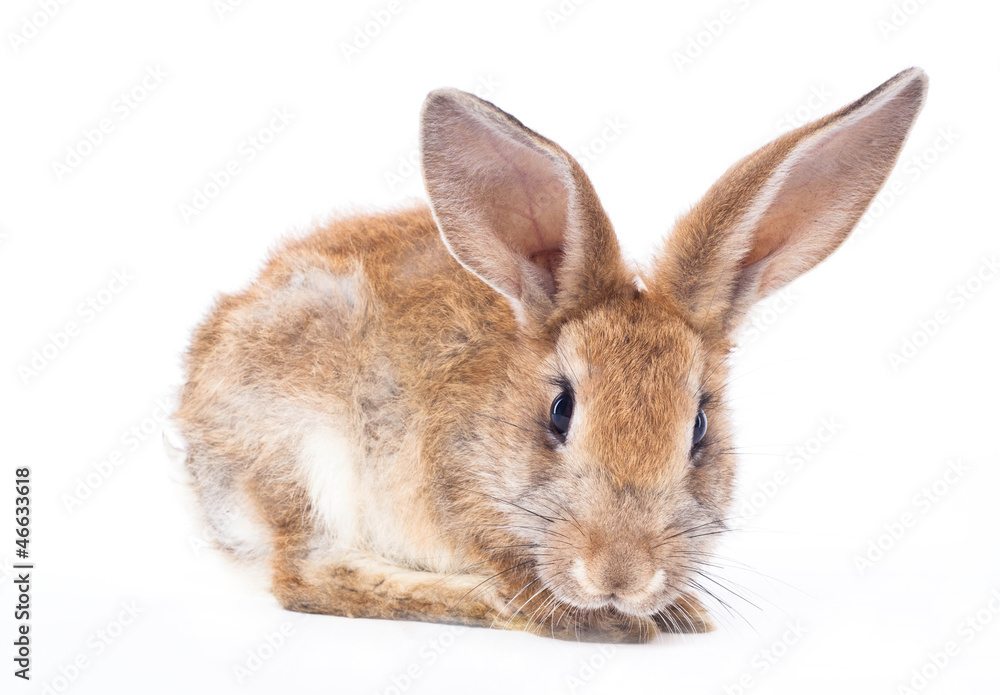 Red rabbit Red rabbit