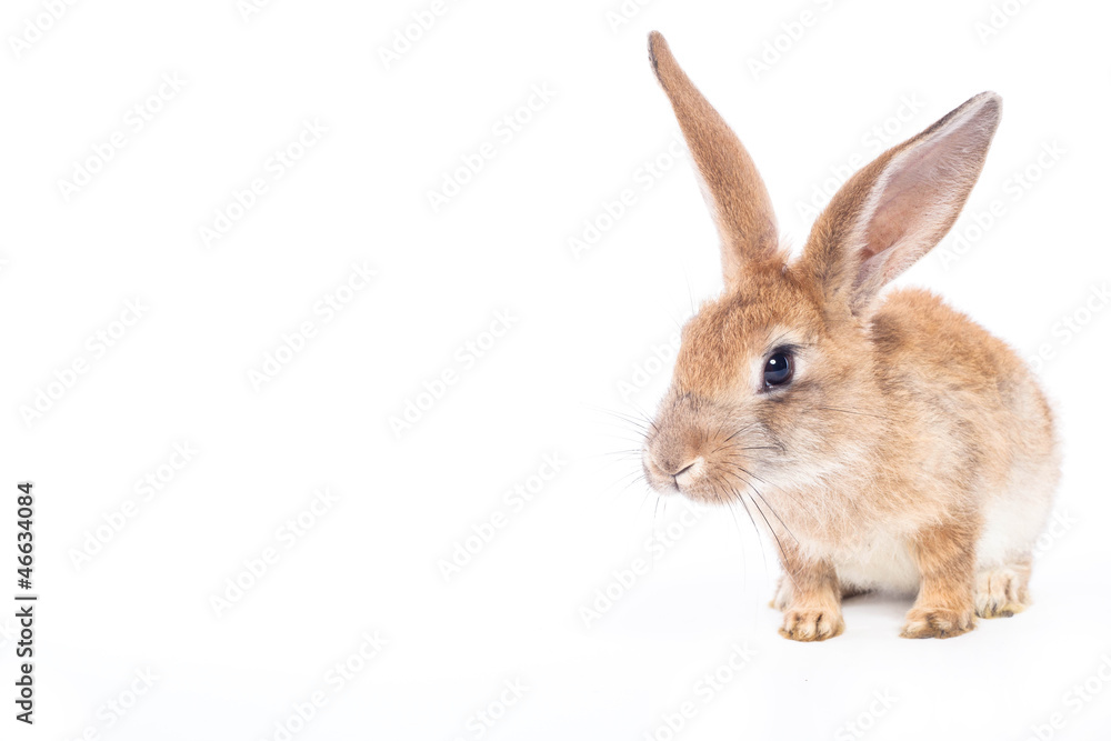 Obraz premium Red rabbit