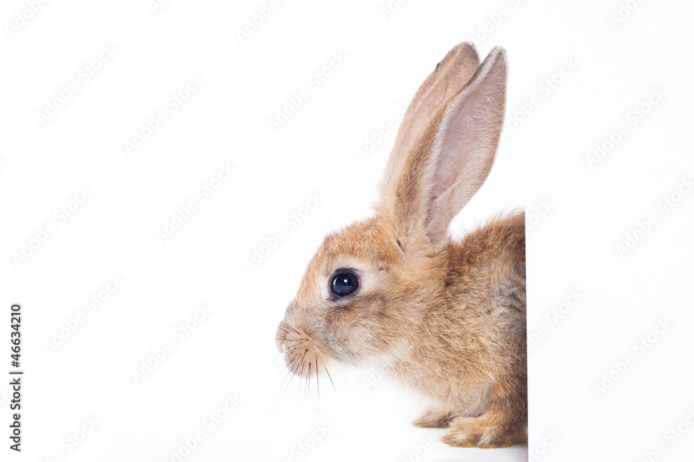 Naklejka premium Red rabbit ( bunny ) empty white board