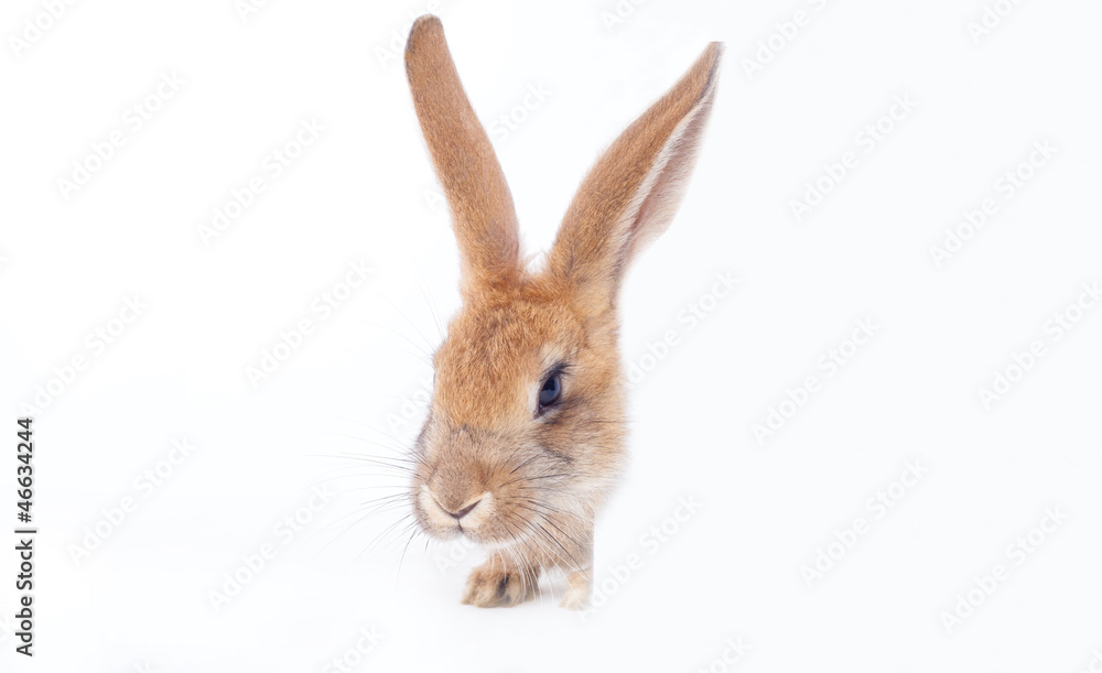 Obraz premium Red rabbit board