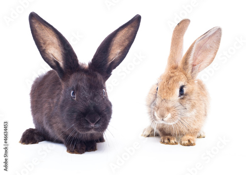 Two rabbits © Smart Future