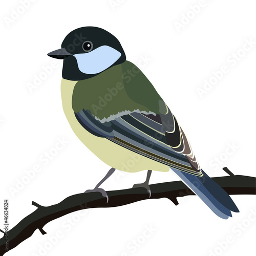 tit bird sitting on a tree branch, isolated on white background