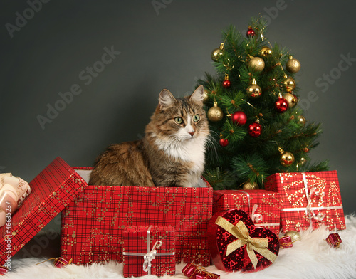 christmas and cat