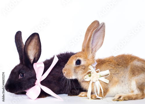 Two rabbits © Smart Future