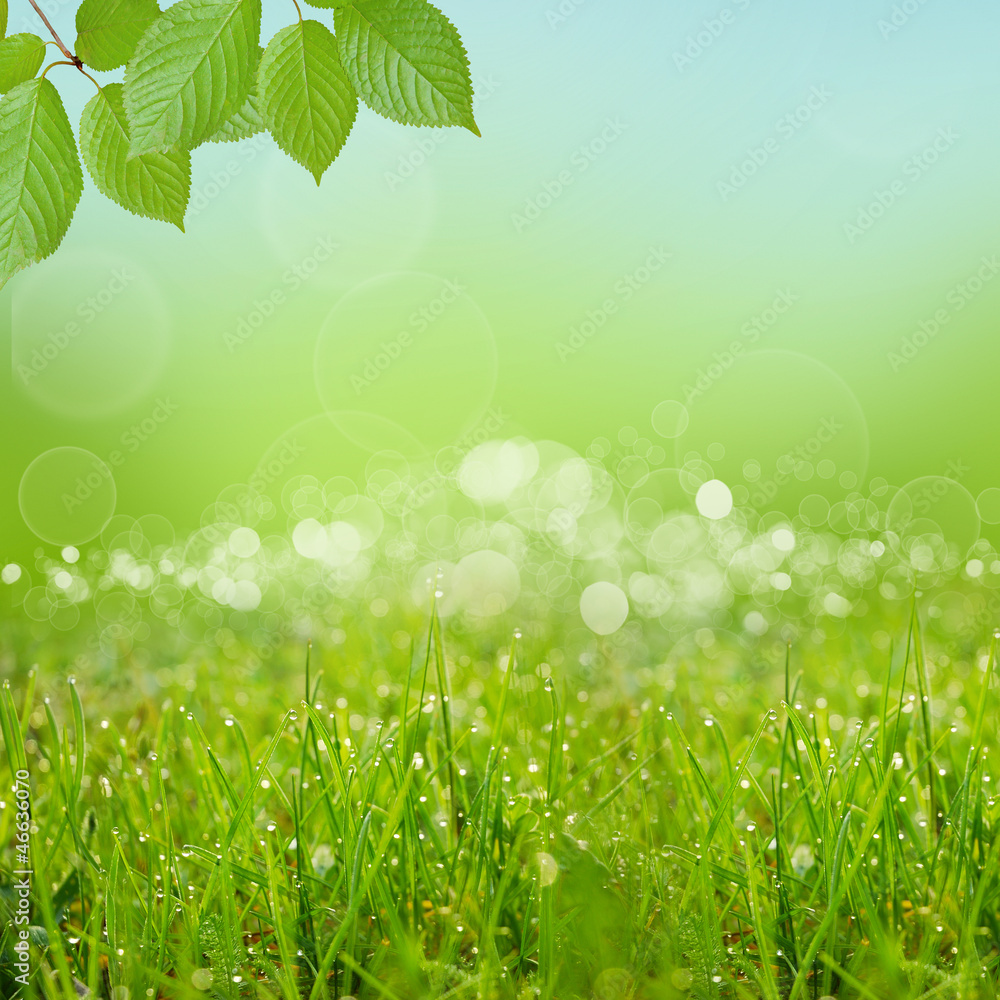Fototapeta premium green natute background