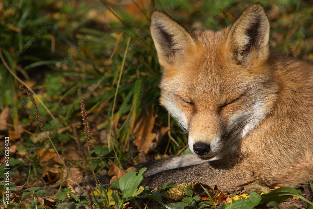 Rotfuchs am ruhen Rotfuchs am ruhen