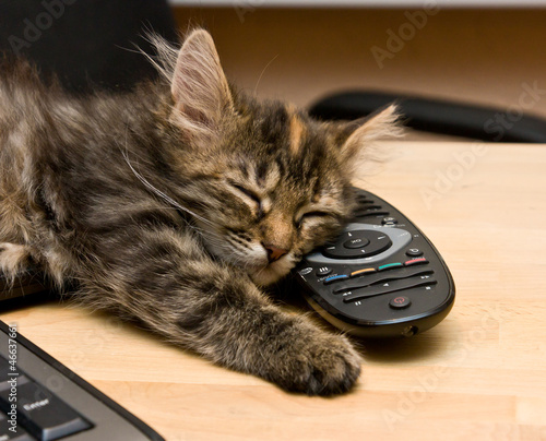 Kitten sleeping with remote control