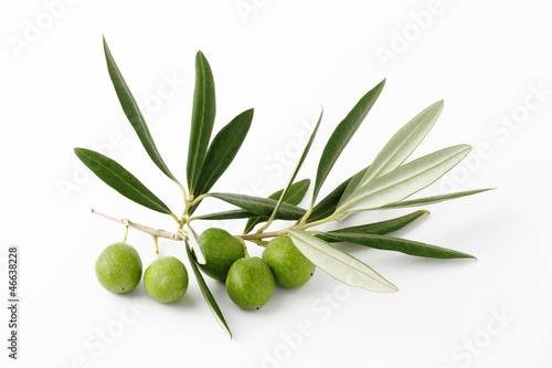 Olive verdi e ramoscelli - Olive green and twigs photo