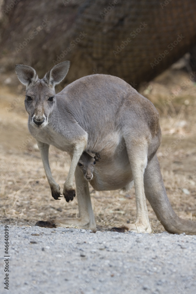 Kangaroo Mother & Joey on the side of the road