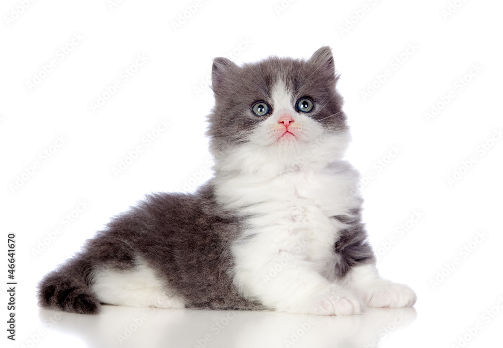 Beautiful angora kitten with gray hair looking up